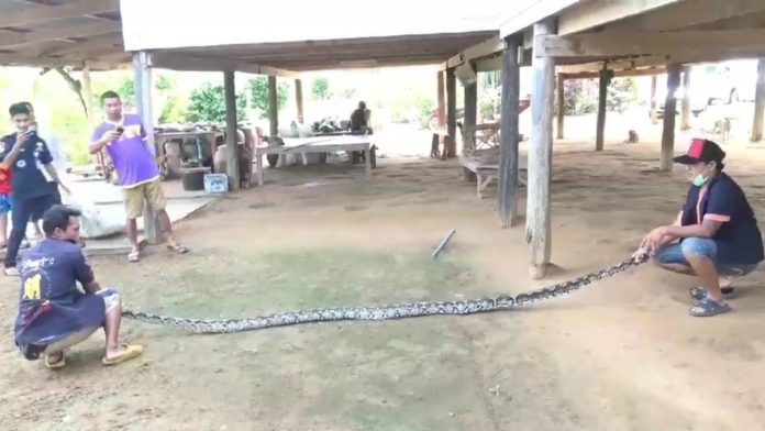 งูยักษ์เลื้อยเข้าบ้านยายวัย 93 ชาวบ้านแห่ตีเลขเด็ด